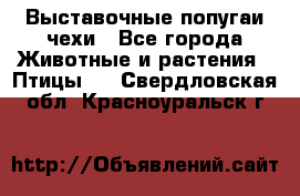 Выставочные попугаи чехи - Все города Животные и растения » Птицы   . Свердловская обл.,Красноуральск г.